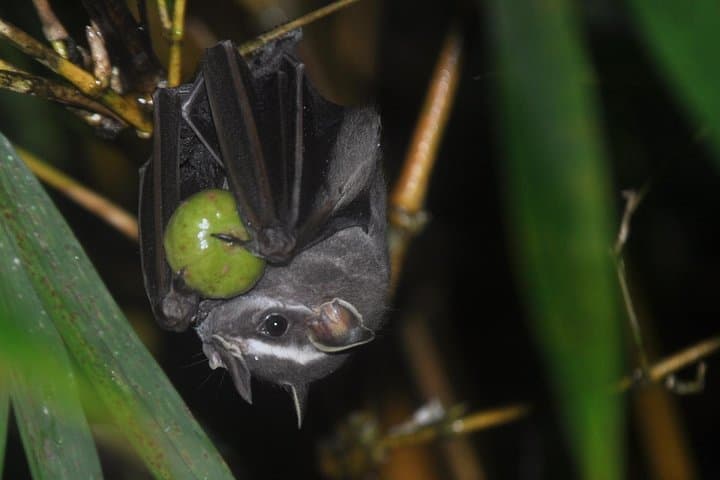 Drake Bay Night Walk: Guided Nocturnal Rainforest Tour in Costa Rica photo 2