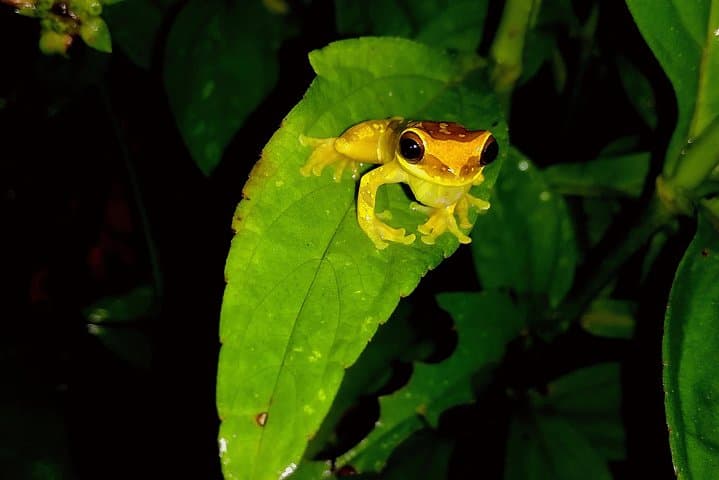 Drake Bay Night Walk: Guided Nocturnal Rainforest Tour in Costa Rica photo 3