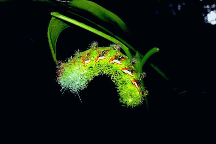 Drake Bay Night Walk: Guided Nocturnal Rainforest Tour in Costa Rica photo 4