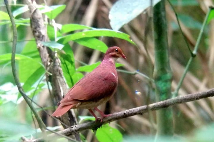 Drake Bay Birdwatching: Guided Dawn & Dusk Tour on the Osa Peninsula photo 3