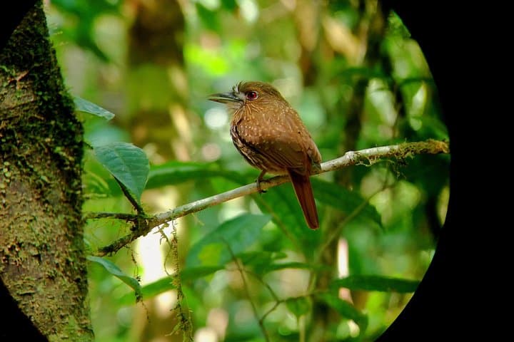 Drake Bay Birdwatching: Guided Dawn & Dusk Tour on the Osa Peninsula photo 4