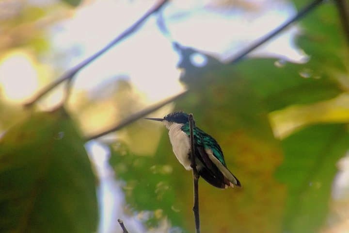 Drake Bay Birdwatching: Guided Dawn & Dusk Tour on the Osa Peninsula photo 5