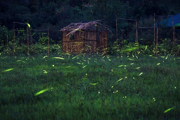 Totláli Fireflies Sighting: Night Walk and Firefly Mating Display in State of Mexico