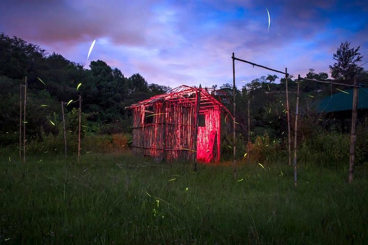 Totláli Fireflies Sighting: Night Walk and Firefly Mating Display in State of Mexico photo 2