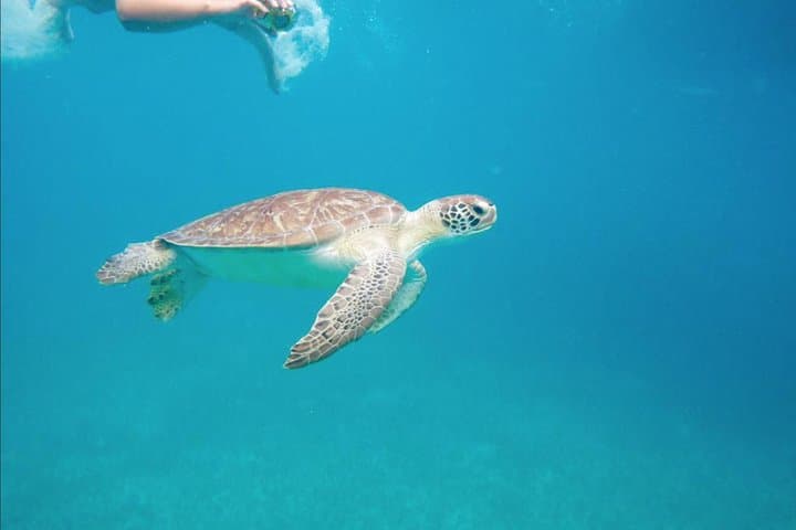 Best of St. Martin: Snorkel with Turtles, Paddleboards & Beach BBQ photo 3