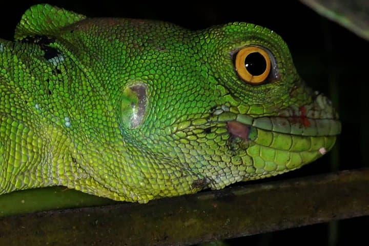 La Fortuna Night Walk: Sloth & Frog Watching in the Rainforest