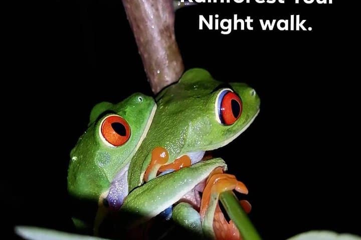 La Fortuna Night Walk: Sloth & Frog Watching in the Rainforest photo 3
