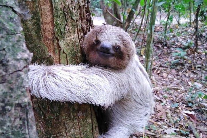 La Fortuna Night Walk: Sloth & Frog Watching in the Rainforest photo 4