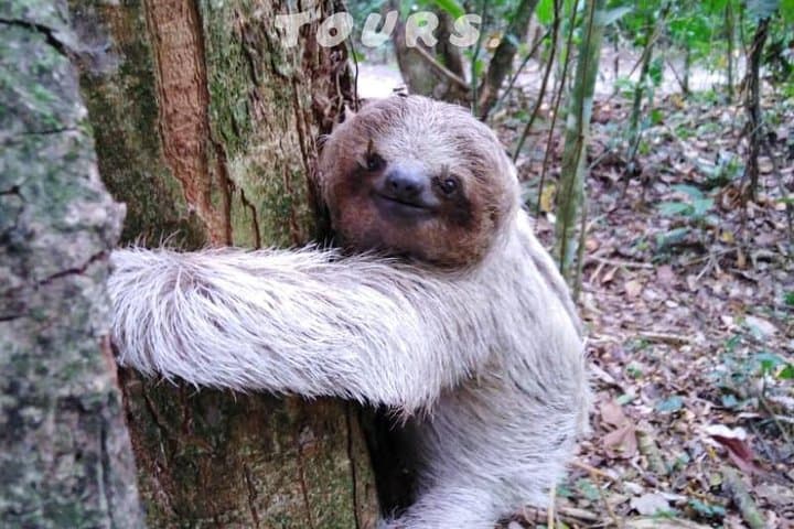 La Fortuna Night Walk: Sloth & Frog Watching in the Rainforest photo 5