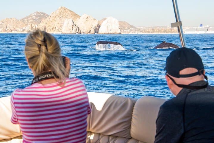 Luxury Trimaran Whale Watching in Cabo San Lucas photo 3