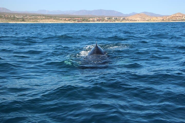 Luxury Trimaran Whale Watching in Cabo San Lucas photo 5