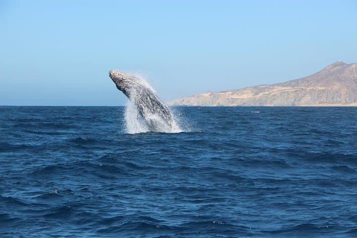 Luxury Trimaran Whale Watching in Cabo San Lucas photo 6