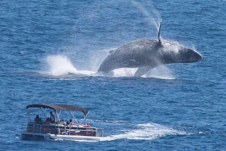 Luxury Trimaran Whale Watching in Cabo San Lucas