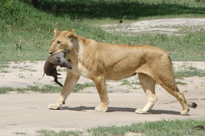 3-Day Safari: Tarangire, Ngorongoro Crater & Lake Manyara Experience photo 1