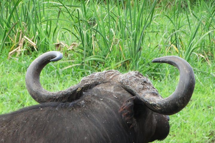 3-Day Safari: Tarangire, Ngorongoro Crater & Lake Manyara Experience photo 2