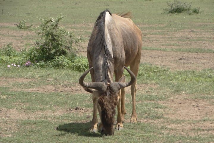 3-Day Safari: Tarangire, Ngorongoro Crater & Lake Manyara Experience photo 3