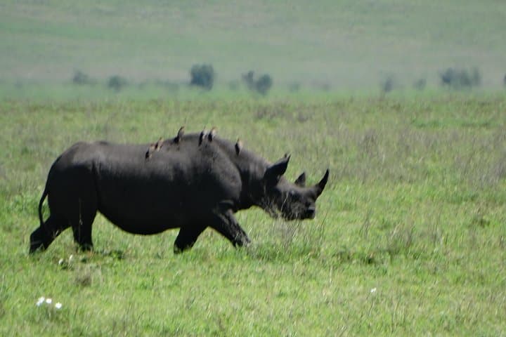 3-Day Safari: Tarangire, Ngorongoro Crater & Lake Manyara Experience photo 4