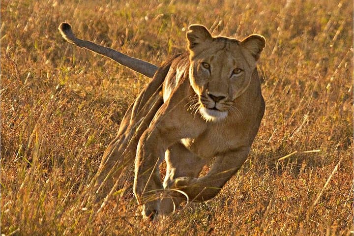 Masai Mara 3-Day Luxury Tented Safari: Rift Valley Drives & Big Five Game Drives photo 1