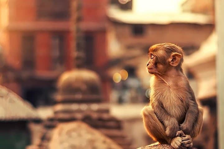 Kathmandu Buddhist Tour: Swayambhunath, Boudhanath & Kopan Day Experience photo 2