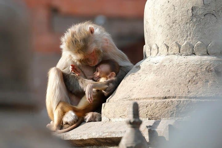 Kathmandu Buddhist Tour: Swayambhunath, Boudhanath & Kopan Day Experience photo 5