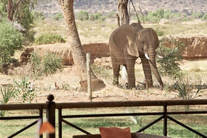 7-Day Kenya Safari: Samburu, Aberdare, Lake Nakuru & Maasai Mara Wildlife Tour photo 4