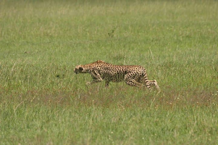 Samburu to Maasai Mara: 6-Day Kenya Big Five Safari