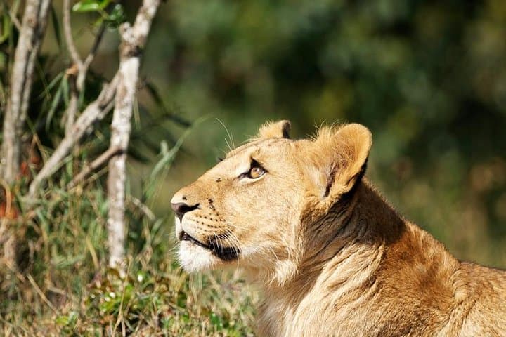 Savannah Drives, Thomson's Falls & Rhinos: Wildlife Tour from Nanyuki photo 2
