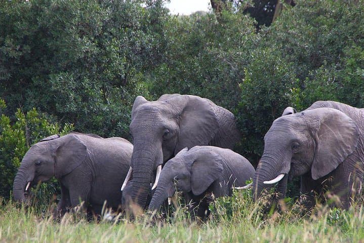 Savannah Drives, Thomson's Falls & Rhinos: Wildlife Tour from Nanyuki photo 3