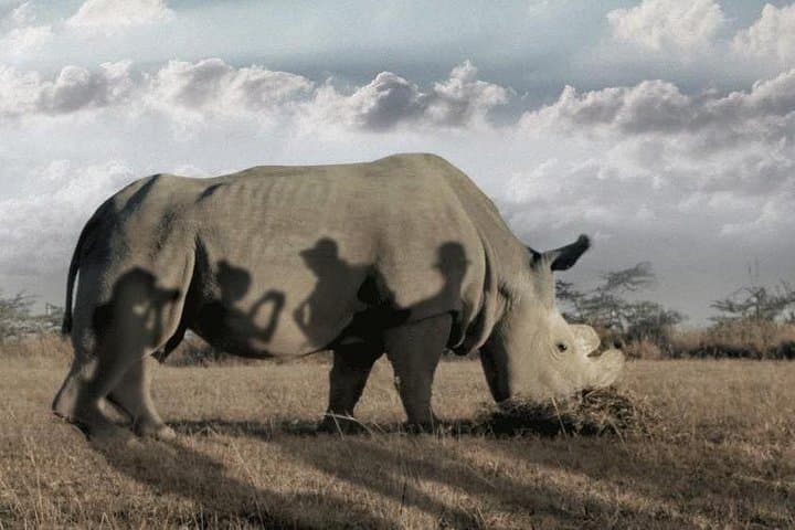 Savannah Drives, Thomson's Falls & Rhinos: Wildlife Tour from Nanyuki photo 4