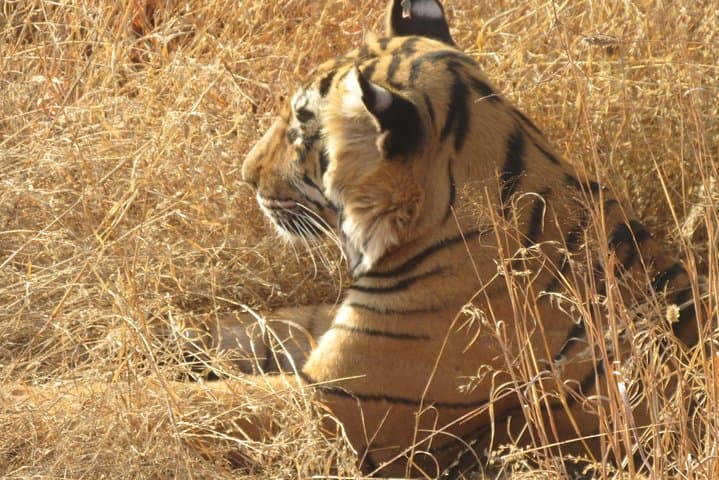 Ranthambore Same-Day Safari: Tigers, Forts & Padam Talao photo 4