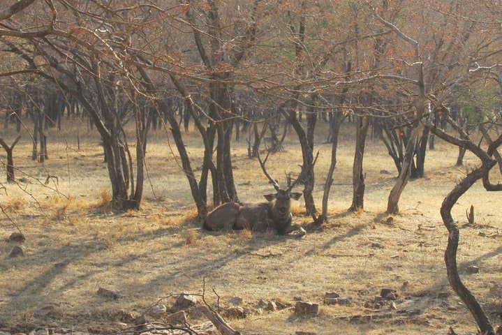 Ranthambore Same-Day Safari: Tigers, Forts & Padam Talao photo 5