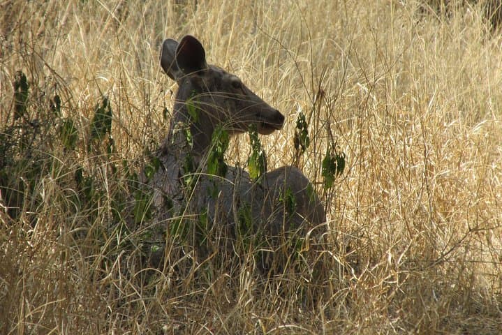 Ranthambore Same-Day Safari: Tigers, Forts & Padam Talao photo 6