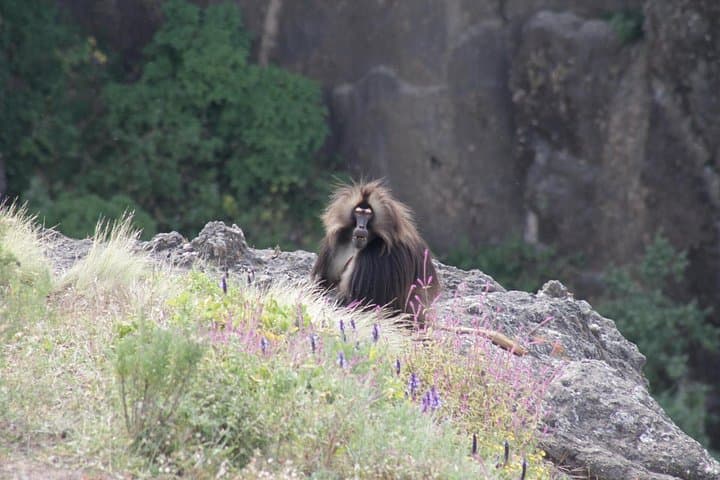 4-Day Abune Yosef Trek from Lalibela — Geladas, Ethiopian Wolves & High-Alpine Views photo 3