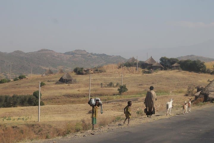 4-Day Abune Yosef Trek from Lalibela — Geladas, Ethiopian Wolves & High-Alpine Views photo 4
