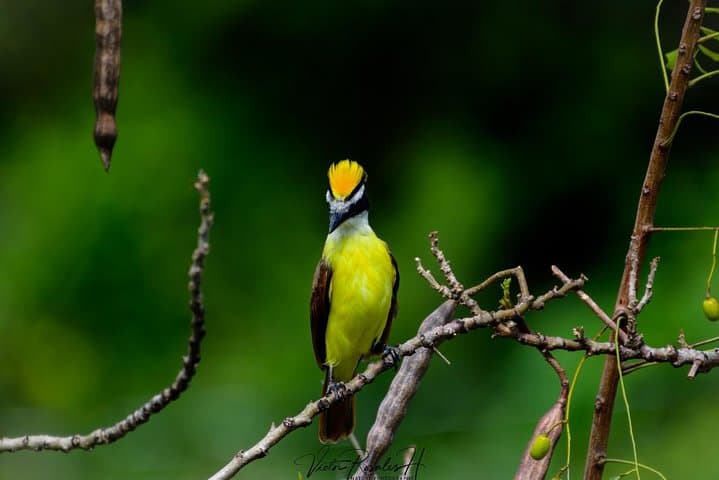 Birdwatching the Mayan Cities: Guided Tour to Dzibanche from Bacalar photo 2