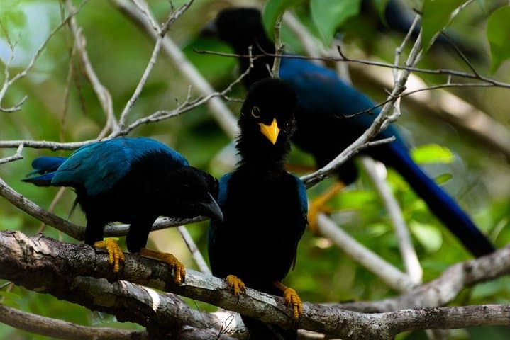 Birdwatching the Mayan Cities: Guided Tour to Dzibanche from Bacalar photo 5