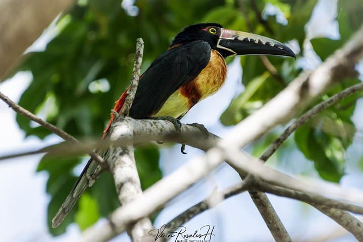 Birdwatching the Mayan Cities: Guided Tour to Dzibanche from Bacalar photo 6