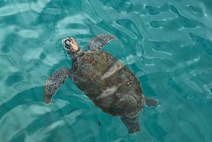 Curacao Private Beach Hopping & Snorkeling Tour: Custom Full-Day Island Adventure