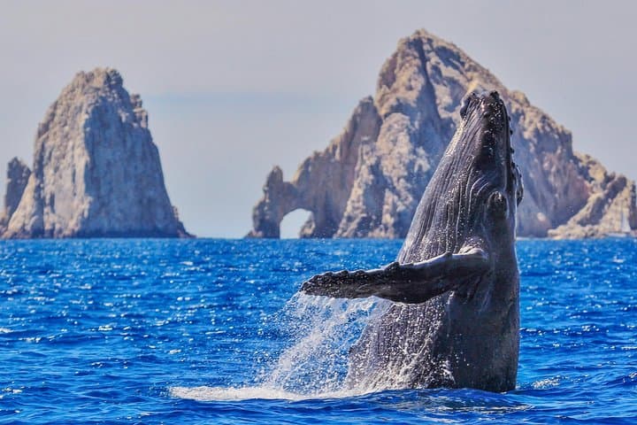 Glass-Bottom Whale Watching at El Arco — Cabo San Lucas Humpback Boat Tour