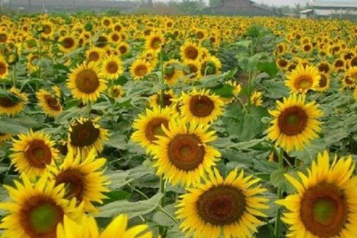 Nansha Sunflower Garden & Wetland Bird Park Private Tour from Guangzhou