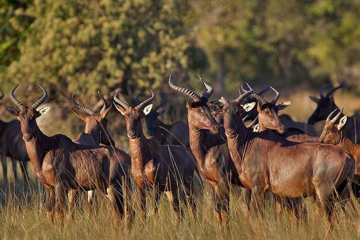Cultural and Wildlife Tour in Lusaka: Liyayi Elephants, Munda Wanga & National Park