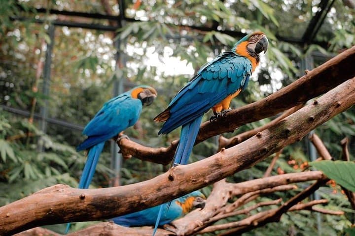 Cebu Safari Adventure: Full-Day Wildlife Park, Gardens & 1.3 km Zipline in Carmen photo 3