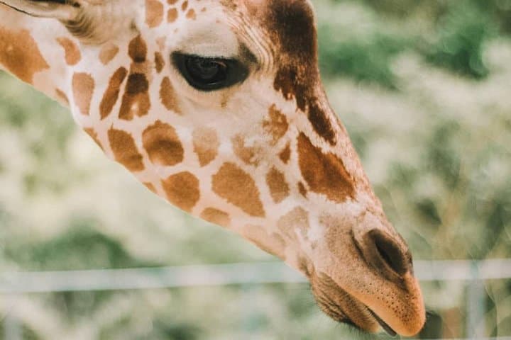Cebu Safari Adventure: Full-Day Wildlife Park, Gardens & 1.3 km Zipline in Carmen photo 5