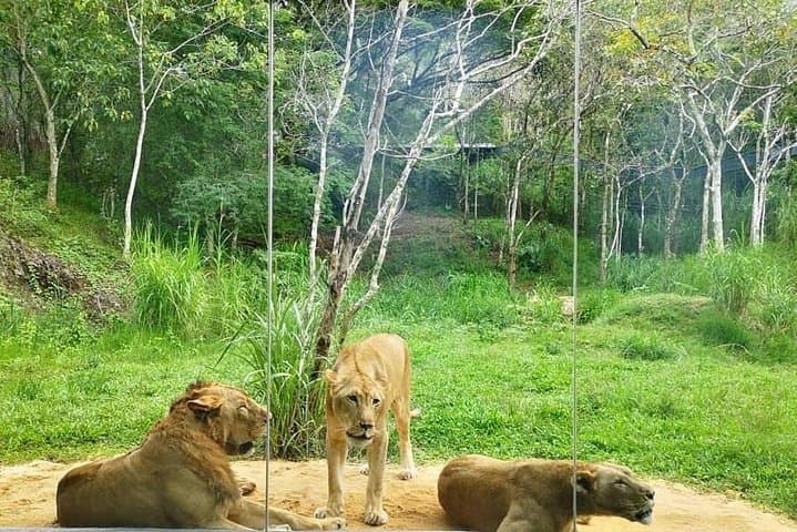 Cebu Safari Adventure: Full-Day Wildlife Park, Gardens & 1.3 km Zipline in Carmen photo 6