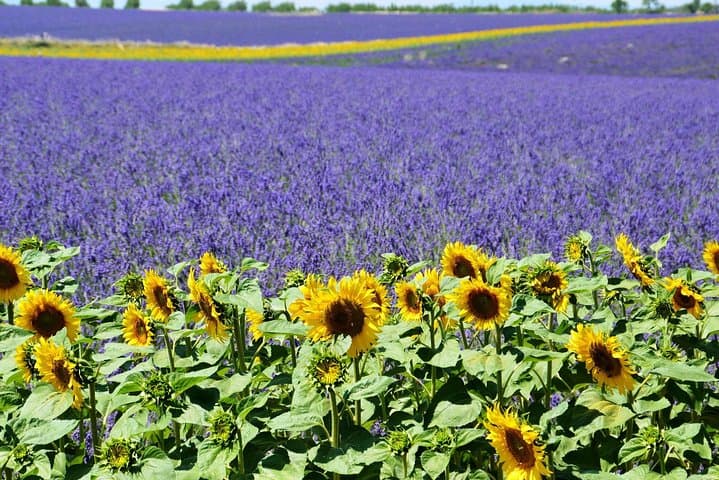 Day Trip to Gorges du Verdon and Lac de Sainte-Croix from Nice: Scenic Views, Lavender Fields, and Hilltop Villages photo 5