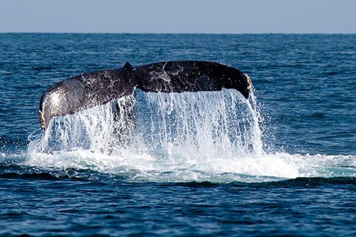 Glass-Bottom Whale Watching at El Arco — Cabo San Lucas Humpback Boat Tour photo 2