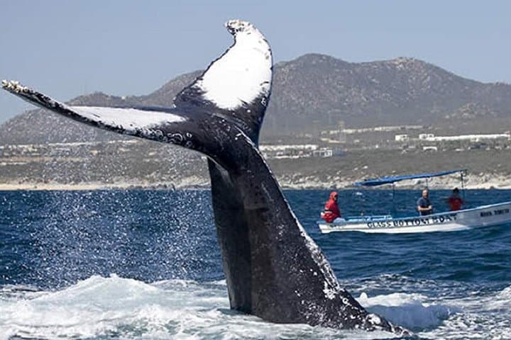 Glass-Bottom Whale Watching at El Arco — Cabo San Lucas Humpback Boat Tour photo 3