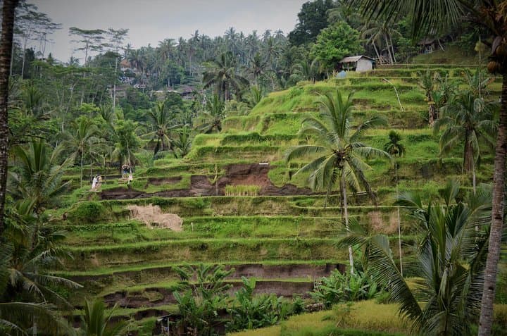 Mount Batur Sunrise Trek: Bali Volcano Dawn Hike & Coffee Plantation Visit photo 6