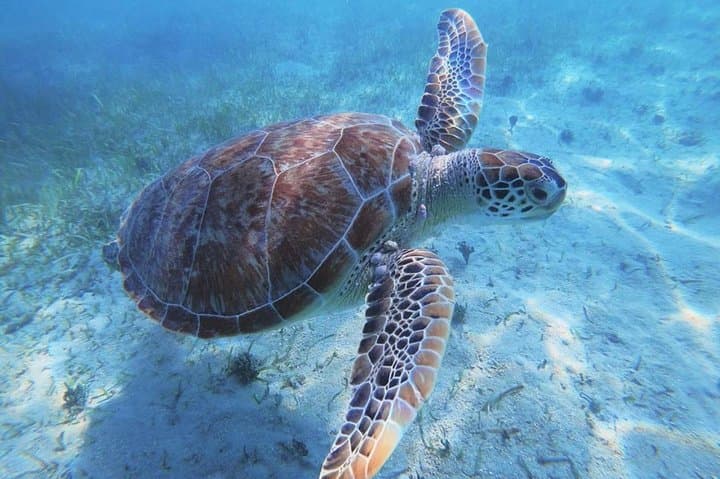 Anguilla Day Charter: Swim with Turtles, Snorkel Prickly Pear Cays & Shoal Bay photo 4