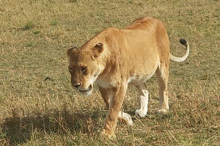 3-Day Maasai Mara Adventure Safari: Big Five, Wildebeest Migration & Eco-Camp